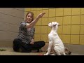 spca
