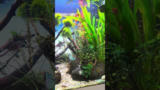 Mein 200 Liter Lido Aquarium