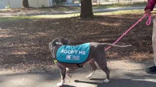 Meet 79710A Lilo A Terrier, American Staffordshire Currently Available For Adoption 12212024 556