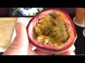 Growing Passion fruit Vines from Seeds / Germinating Passiflora edulis Seeds