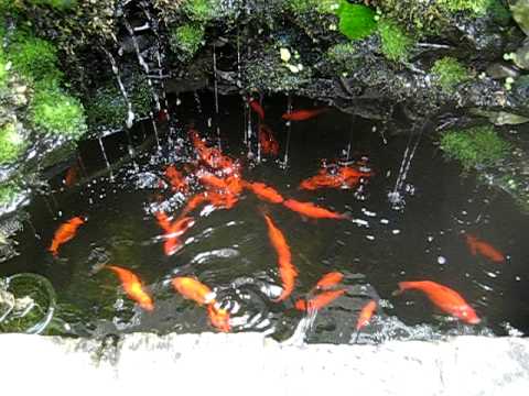 Goldfish Ponds and Waterfalls