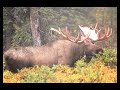 Self Guided Alaskan Moose Hunting
