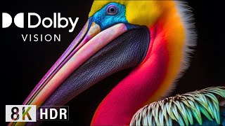 Jaw-Dropping Dolby Vision Animals, 8K Hdr (60Fps Dolby Vision)! Part I