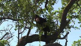 Southern Ground Hornbill Female Calling In Nest Tree
