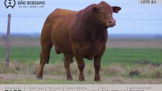LOTE 61 - TOUROS BRANGUS - LEILÃO VIRTUAL SÃO BIBIANO 2020