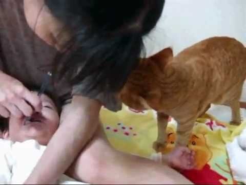 Youtubeで最も見られただるまさんが転んだをする猫のキャプチャ