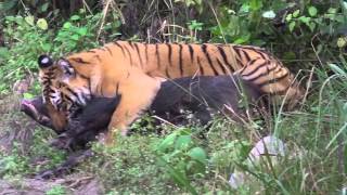 Tiger Vs Wild Boar Jim Corbett National Park