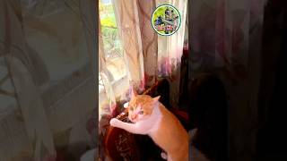 Ngintip Cewek Cantik