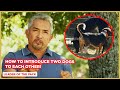 How To Introduce Two Dogs To Each Other! (Aggressive Dog!)