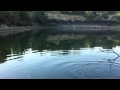 Première vidéo pêche en stalking au pain en surface avec deux touches mais deux décroche sur des petits poissons mais qui font t