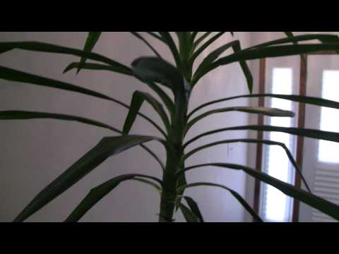 tall house plants pictures. office or house plants.