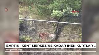 Bartın- Kent Merkezine Kadar Inen Kurtlar Kamerada
