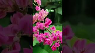 Surah Al Baqarah 2 Ayat 229 With