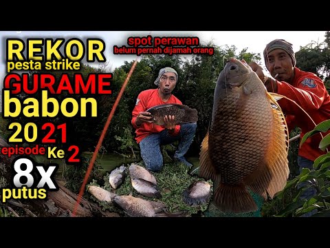 REKOR PESTA STRIKE GURAME BABON 2021 PAS DISARANGNYA || MANCING GURAME MONSTER 2021 episode ke 2