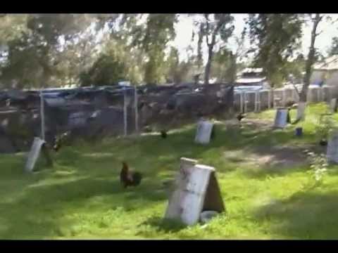 Navajas de gallos: de venta