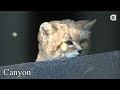 The Body Shop Foundation Invites NYC Beauty Editors to Visit Big Cat Rescue
