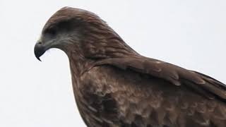 Watch Black Kites 25 video