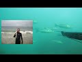 vidéos chasse sous marine hd