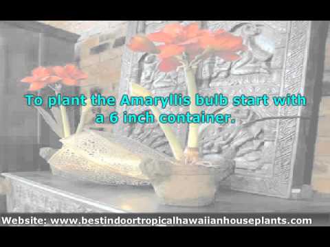 Care of Amaryllis Bulbs and Amaryllis Flowers