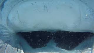 Whale Shark Close Up Into The Belly