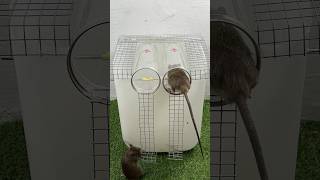 The Most Perfect Mouse Trap Idea Using Plastic Pipes Part 2 // Mouse Trap 2 #Rat #Rattrap #Mousetrap