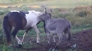 Donkey Mating|Horse And Donkey Meeting| नर और नर गधे का मिलन|Original Mating 