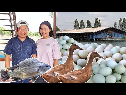 จากงานประจำ มาสู่อาชีพเลี้ยงเป็ดไข่/ปลา รายได้หลักแสน ช่วงที่ 1/2 (คุณปุ้ย) -โต๋ Pakdong Channel
