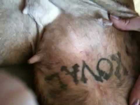 tatouage d animal. Tatoo'd dog yay or nay. Category: Comedy. Personally i think this is fucked 