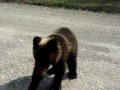 Video Почему медведи атакуют Сахалин