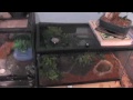 Axolotl and Red tail boa terrarium update.