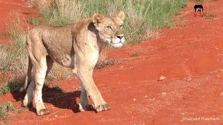 Hornbill With Snakes, A Lioness Stalking | On Safari in Tsavo East #3