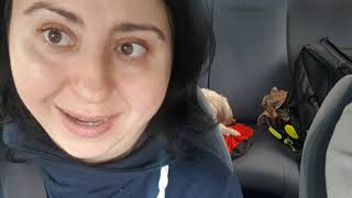 Köpek Eğitimi Arabada Köpek Var