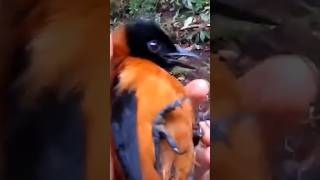 Cet Oiseau A Du Poison Sur Les Plumes
