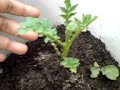 Growing potatoes in containers - My first attempt