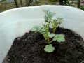 Growing potatoes in containers - My first attempt