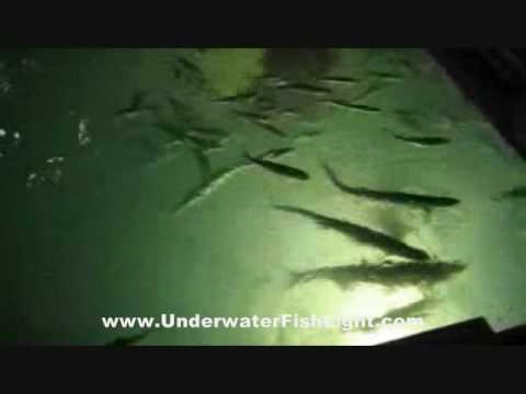 Tarpon Going Crazy On Underwater Dock Lights in Florida Keys!