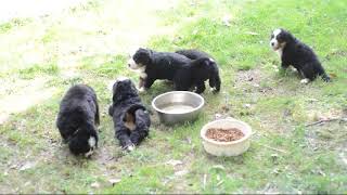 Bernese Mountain Dog Puppies For Sale Lois Allison
