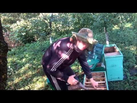 Ловля роев новые видео за 2018 год Ловля роев новые видео за 2018 год
