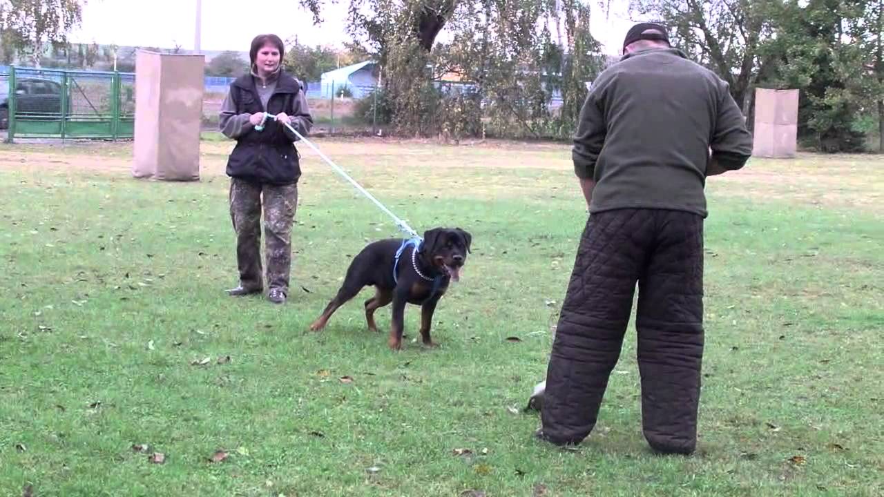 protection trained rottweilers protection rottweiler protection trained rottweilers protection rottweiler