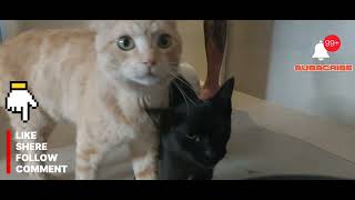 Filhas Ve Pai Tomando Banho