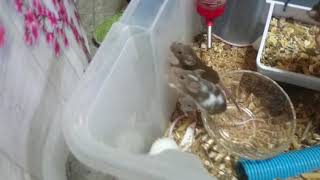 Dou Ratos Na Miña Casa Solo Pa Xogar Que Nadie Os Quere Solo Para Xogar