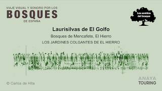 Laurisilvas de El Golfo