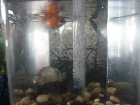 goldfish eggs fertilized. My pearlscale goldfish