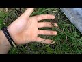 Determining sex in slow worm Anguis fragilis