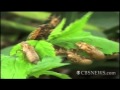 Cicada ice cream