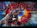 Largest Bully XXL Huge blue Pitbull, BGK's The Rock playing ball: giant pit bull