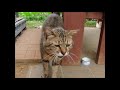 にゃん太郎 Stray cat