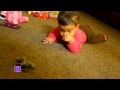 Baby's First Crawl!!! - The LaVigne Life