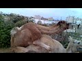 بعير يضرب ناقة بكرى
