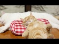 枕で眠る猫　Cat sleeps 2014#7